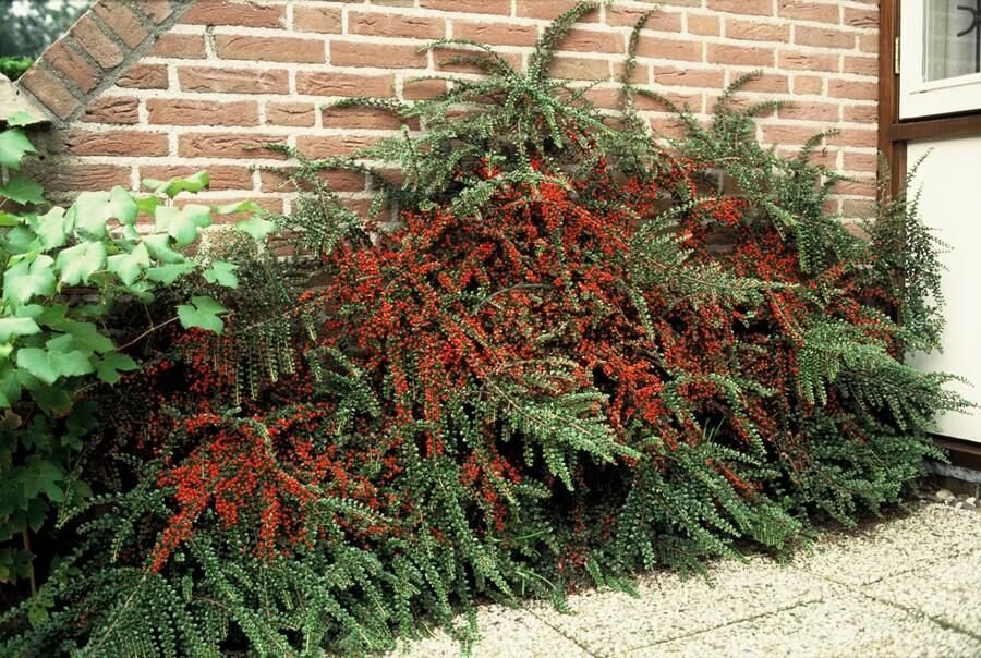 Garden basics 12x Cotoneaster horizontalis - ↕10-25cm - Ø9cm (47678)