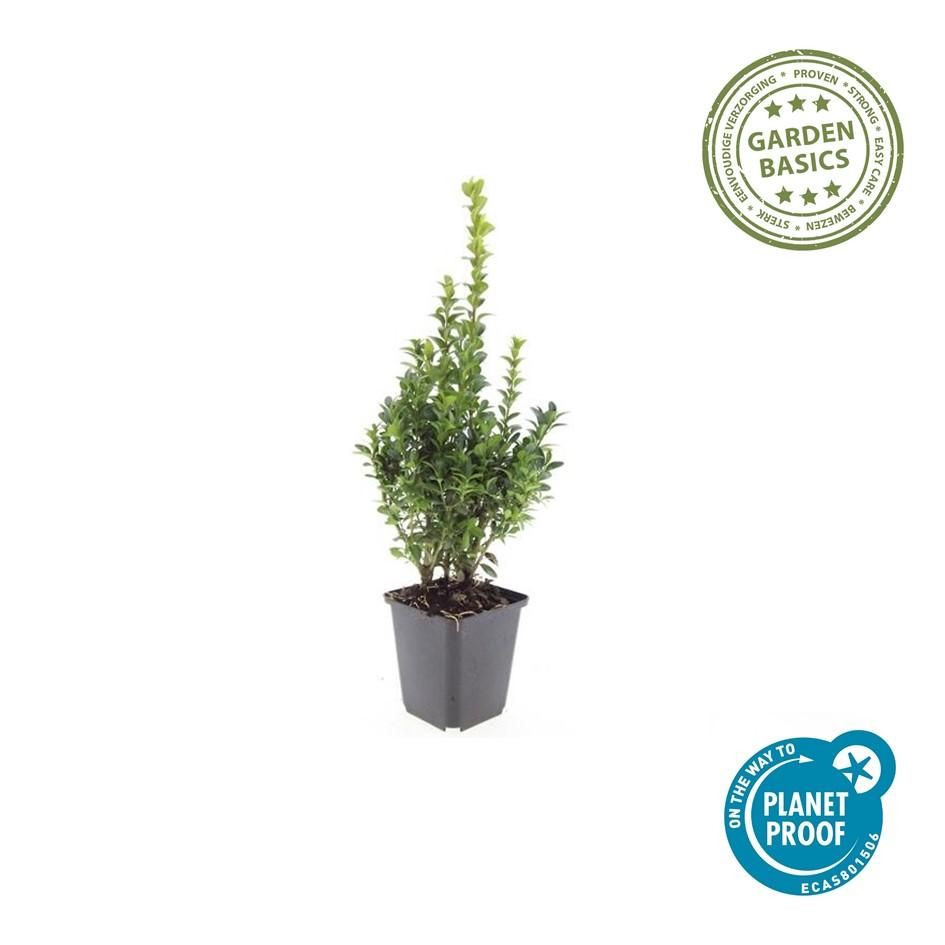 Garden basics 60x Buxus Sempervirens - ↕10-25cm - Ø9cm (48054)