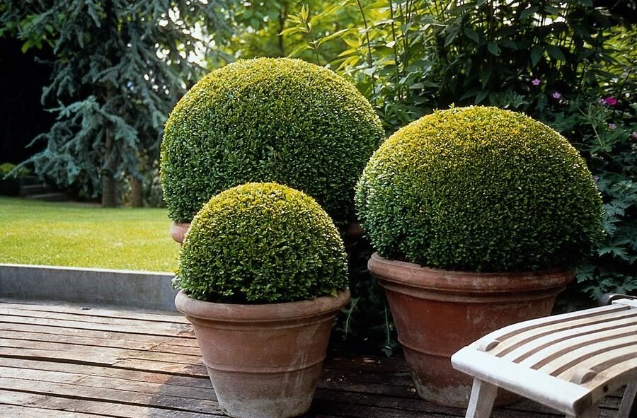Garden basics 60x Buxus Sempervirens - ↕10-25cm - Ø9cm (48054)