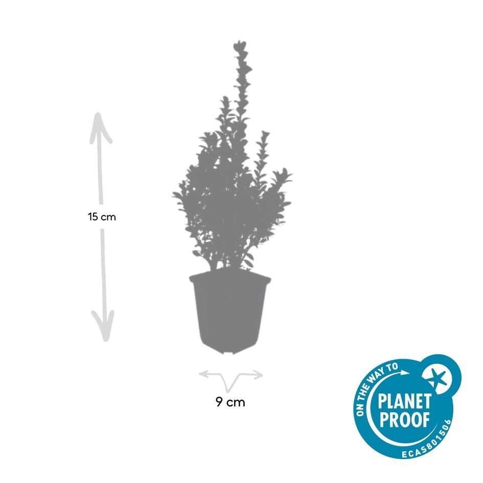 Garden basics 60x Buxus Sempervirens - ↕10-25cm - Ø9cm (48054)