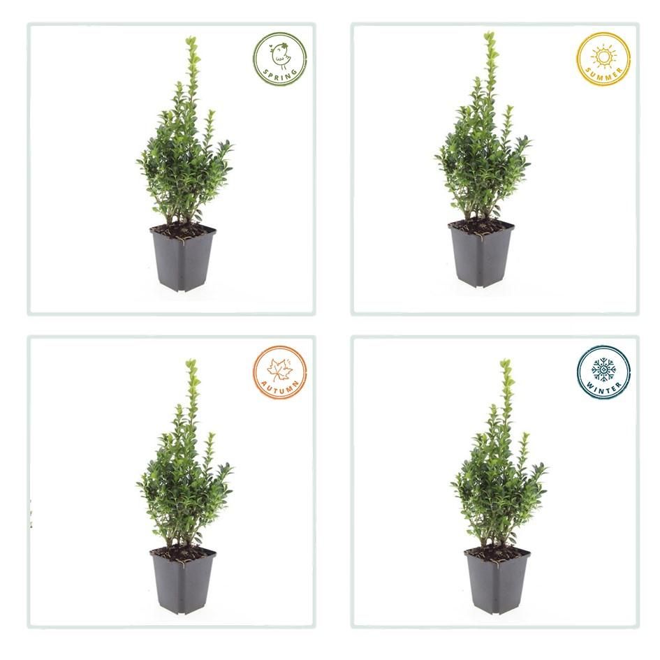 Garden basics 60x Buxus Sempervirens - ↕10-25cm - Ø9cm (48054)