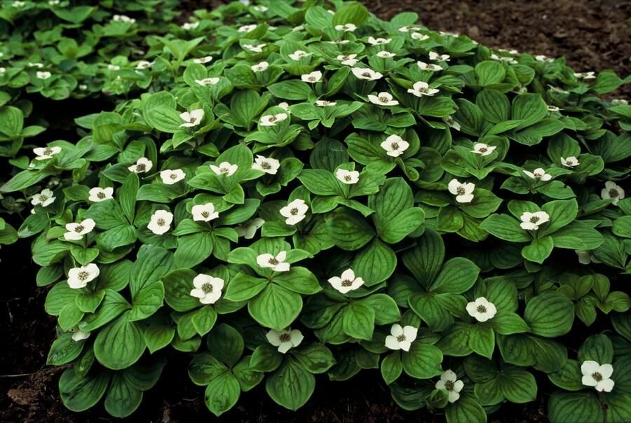 Garden basics 6x Cornus canadensis - ↕10-25cm - Ø9cm (47662)