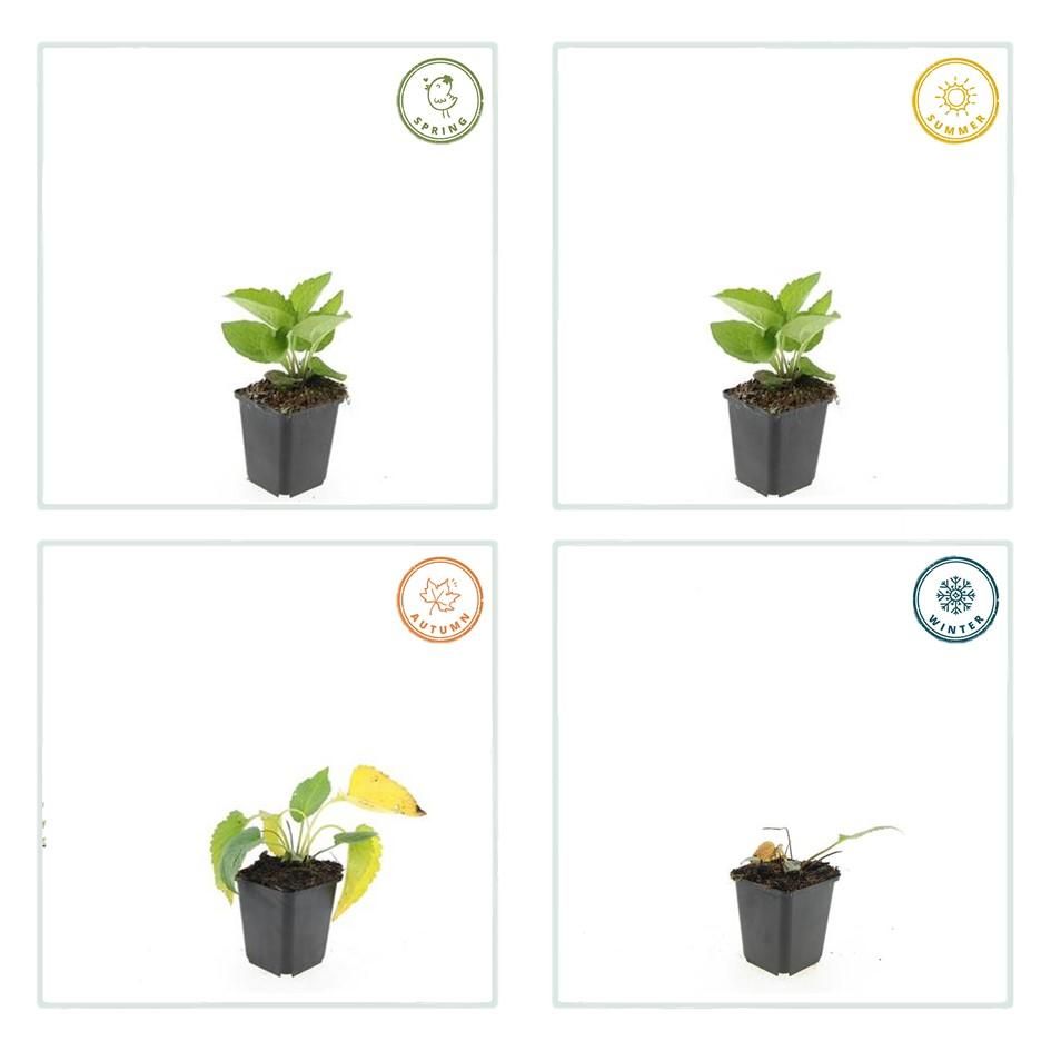 Garden basics 24x Rudbeckia fulgida 'Goldsturm' - ↕10-25cm - Ø9cm (50591)