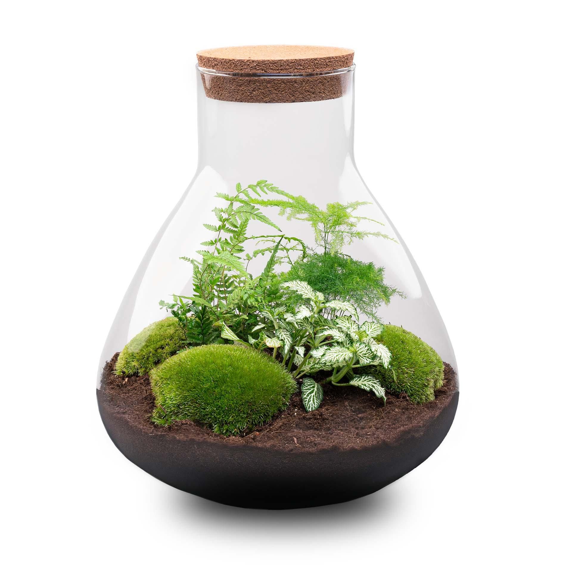 DIY Planten terrarium met licht - Sam XL Green - Ø 30 cm ↑ 32 cm - Rake + Shovel (8720726958035)