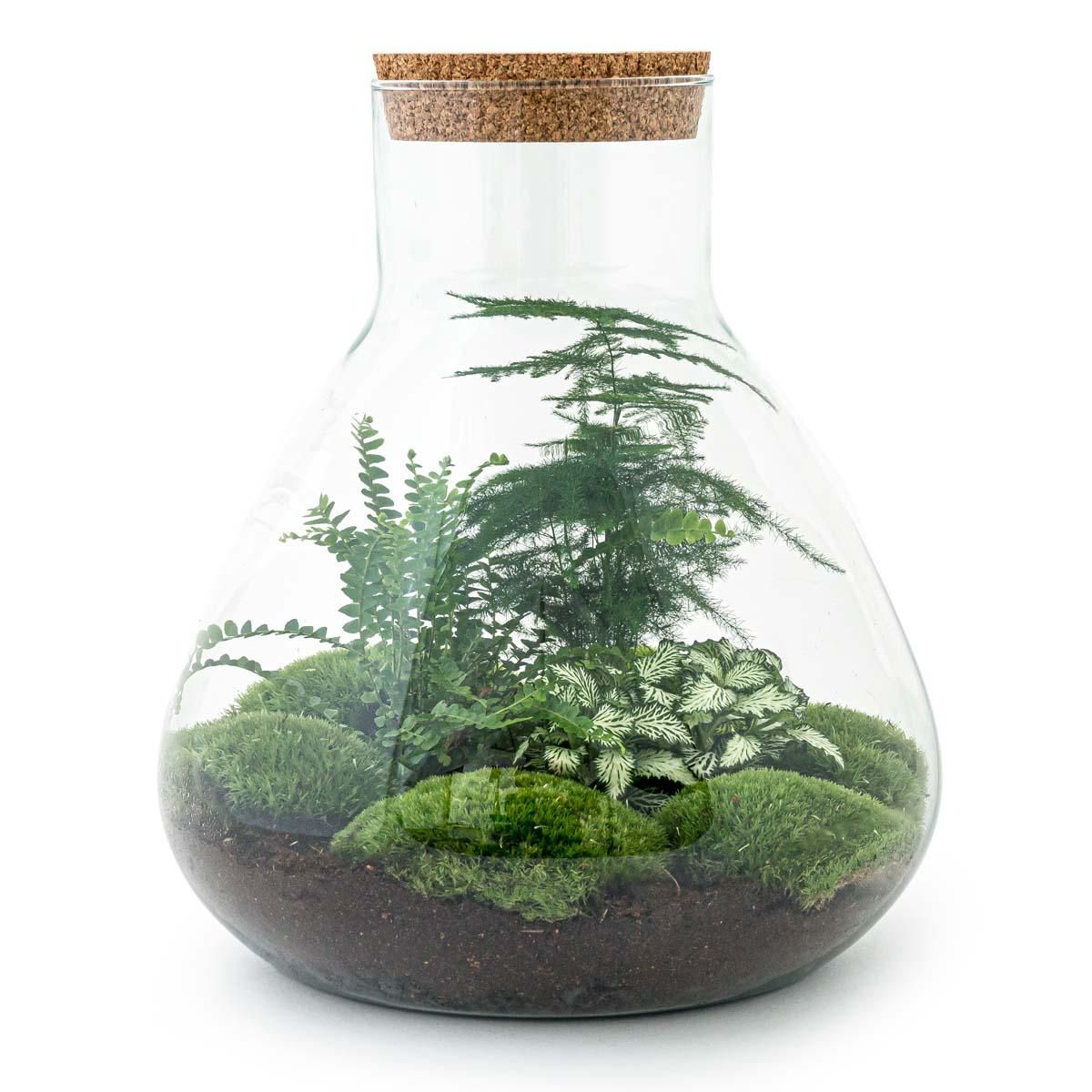 DIY Planten terrarium met licht - Sam XL Green - Ø 30 cm ↑ 32 cm - Rake + Shovel (8720726958035)