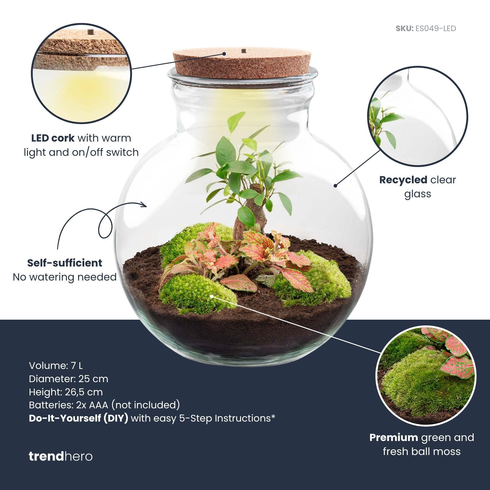 DIY Planten terrarium (met licht) - Teddy Bonsai - Ø 25 cm ↑ 26,5 cm - Met LED-kurk (53776)