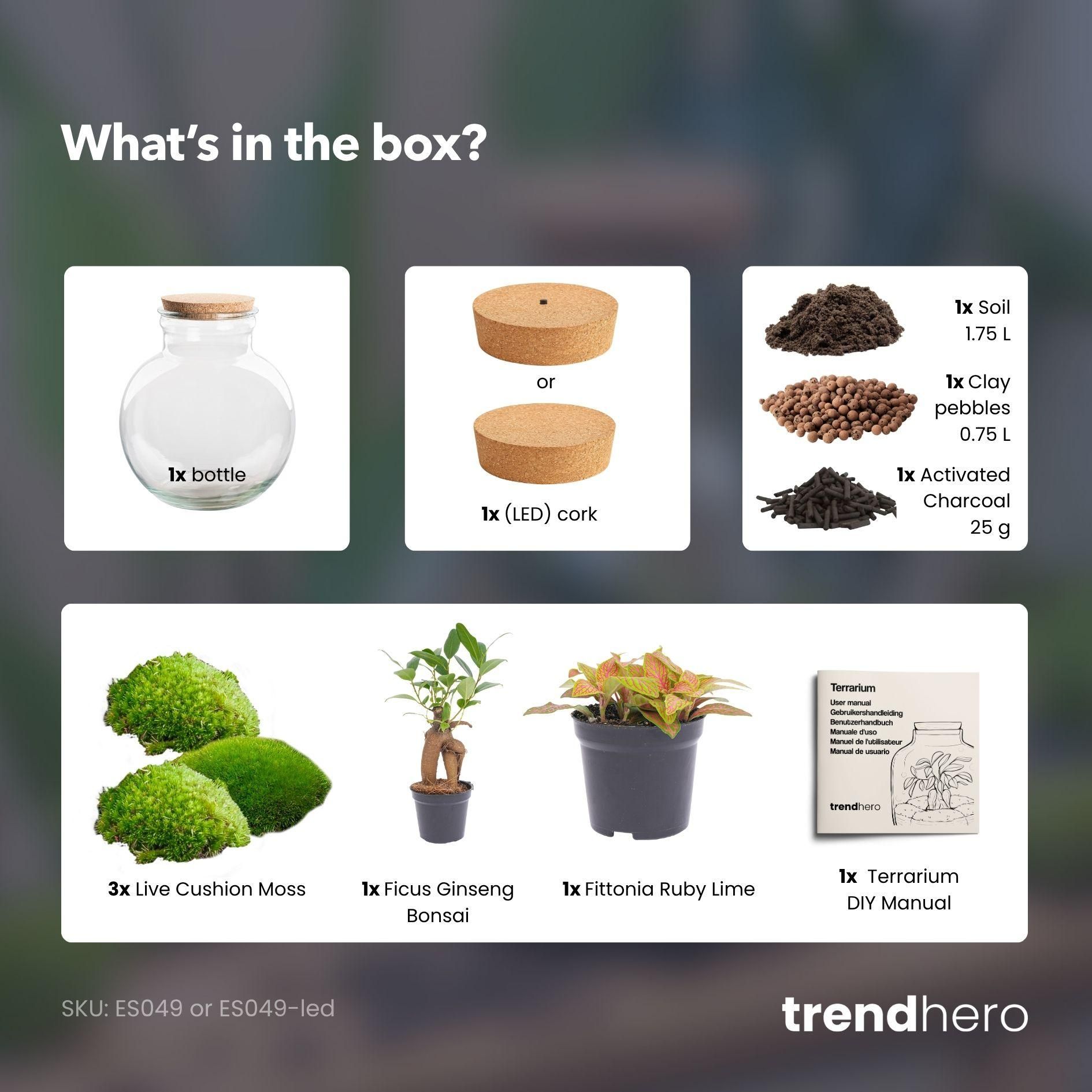 DIY Planten terrarium (met licht) - Teddy Bonsai - Ø 25 cm ↑ 26,5 cm - Met LED-kurk (53776)