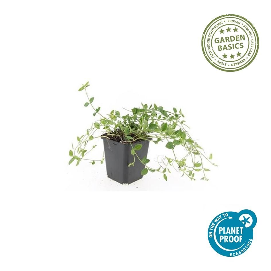 Garden basics 12x Vinca minor 'Gertrude Jekyll' - ↕10-25cm - Ø9cm (48036)