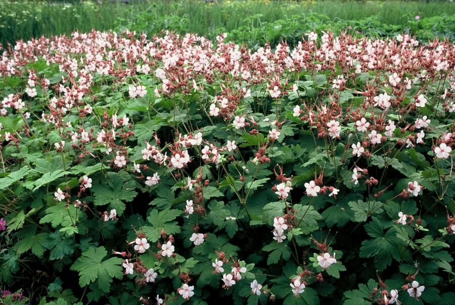 Garden basics 60x Geranium macr. 'Spessart' - ↕10-25cm - Ø9cm (47796)