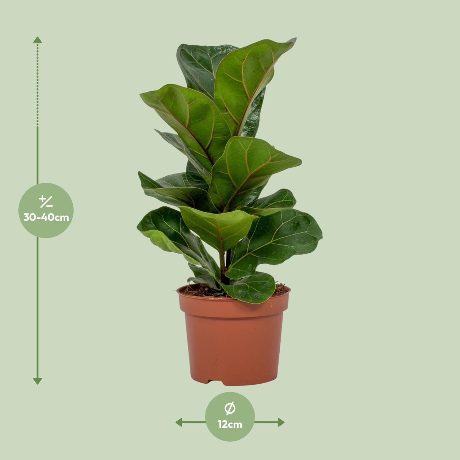 Ficus Lyrata (8720634287340)