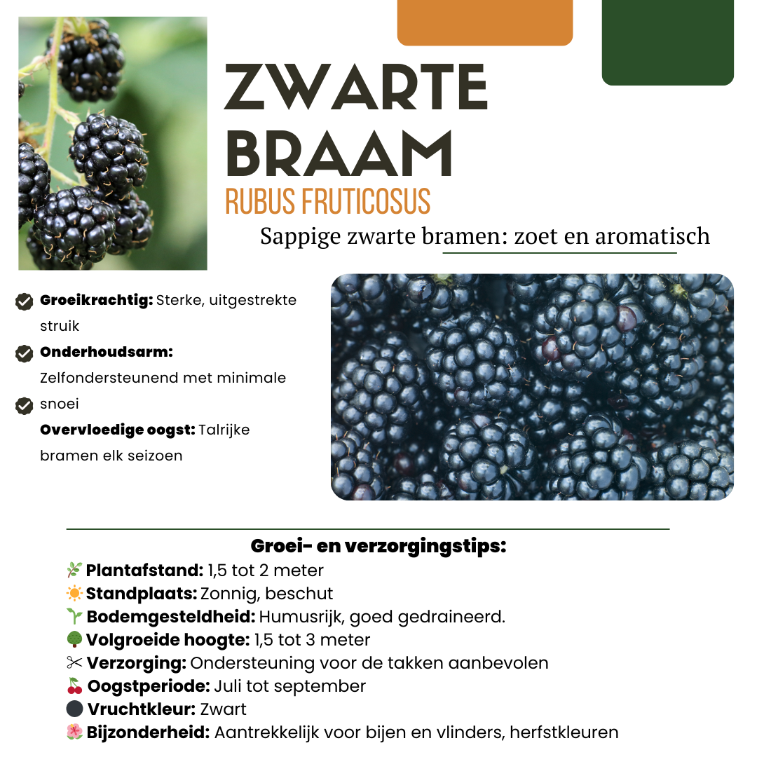 Premium basics "Vruchten feestje" BIO Fruitplanten mix set van 3 verschillende soorten (48360)