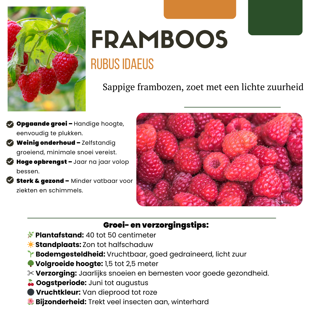 Premium basics "Vruchten feestje" BIO Fruitplanten mix set van 3 verschillende soorten (48360)