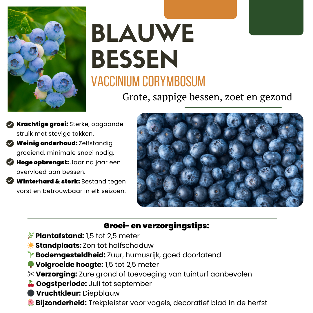 Premium basics "Vruchten feestje" BIO Fruitplanten mix set van 3 verschillende soorten (48360)