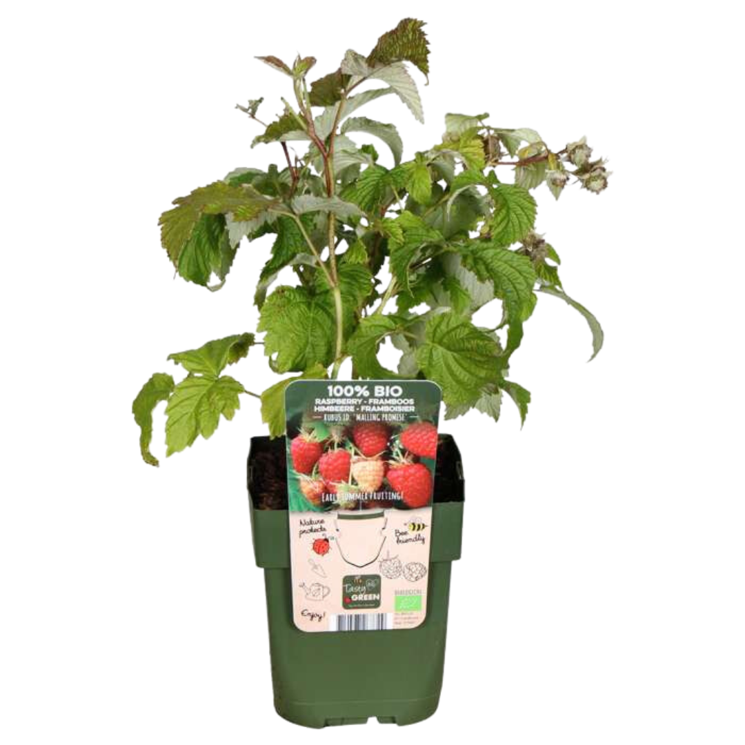Premium basics "Vruchten feestje" BIO Fruitplanten mix set van 3 verschillende soorten (48360)