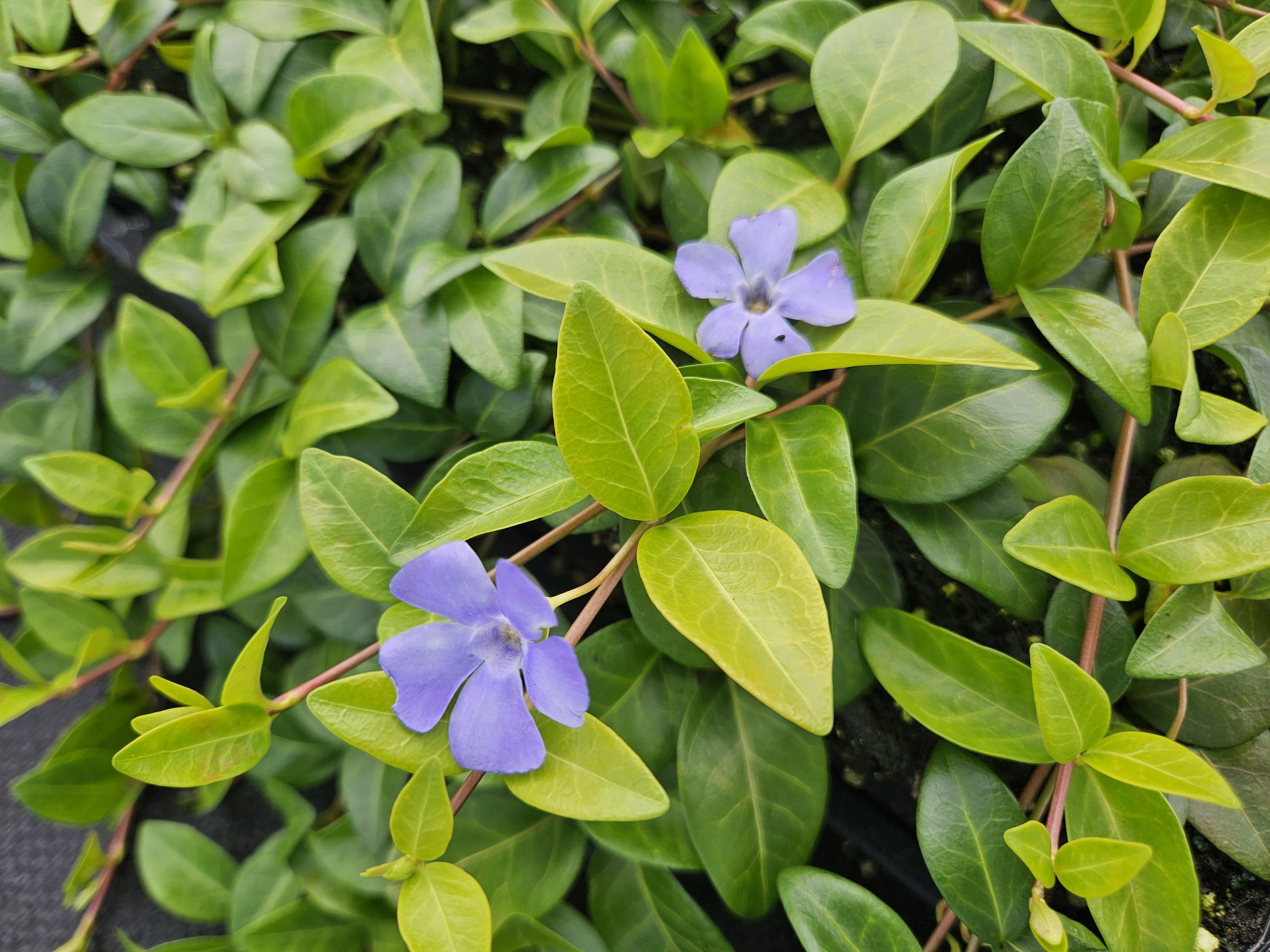 Garden basics 12x Vinca minor 'La Grave' - ↕10-25cm - Ø9cm (48041)