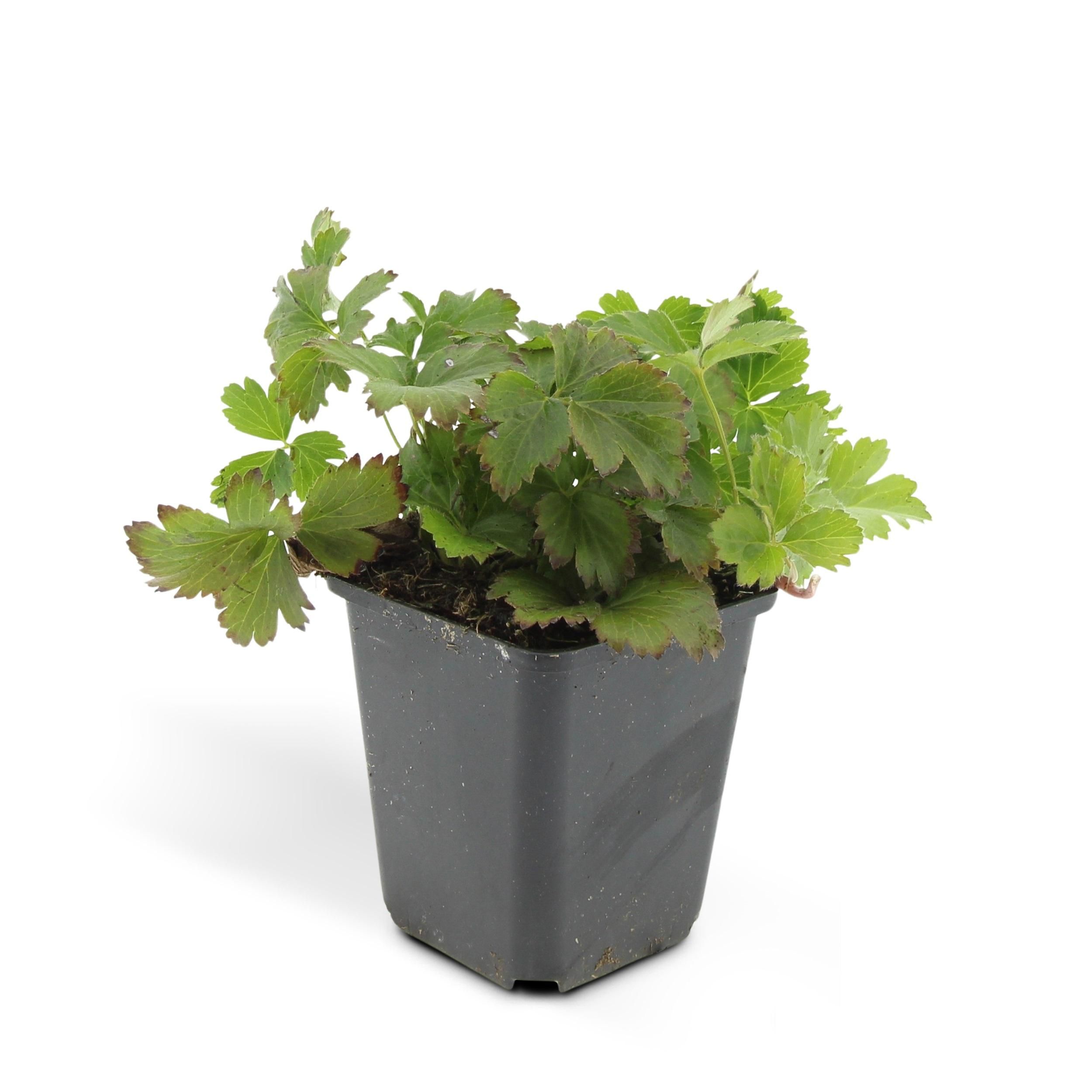 Garden basics 48x Waldsteinia ternata - ↕10-25cm - Ø9cm (50355)