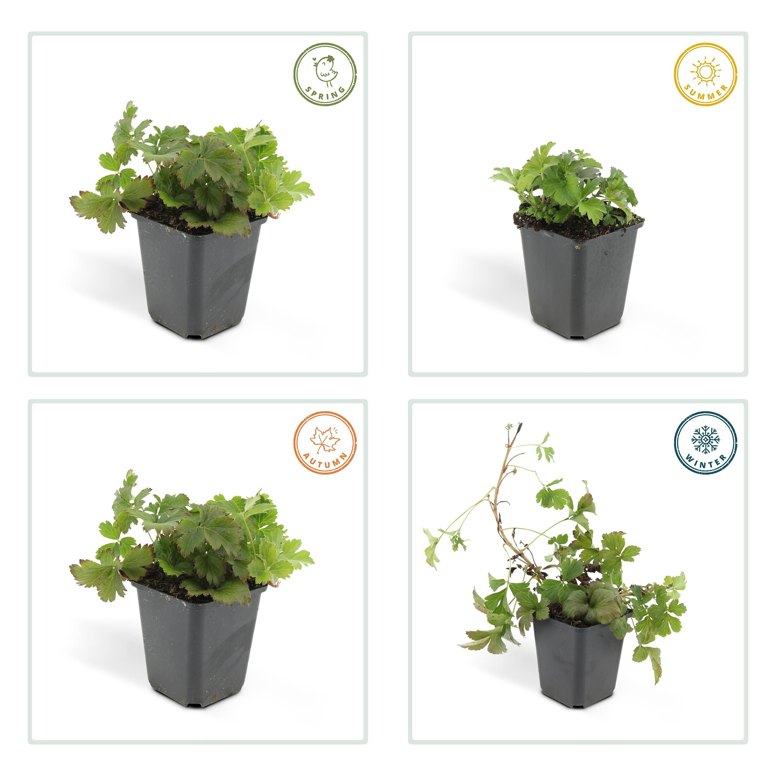 Garden basics 48x Waldsteinia ternata - ↕10-25cm - Ø9cm (50355)