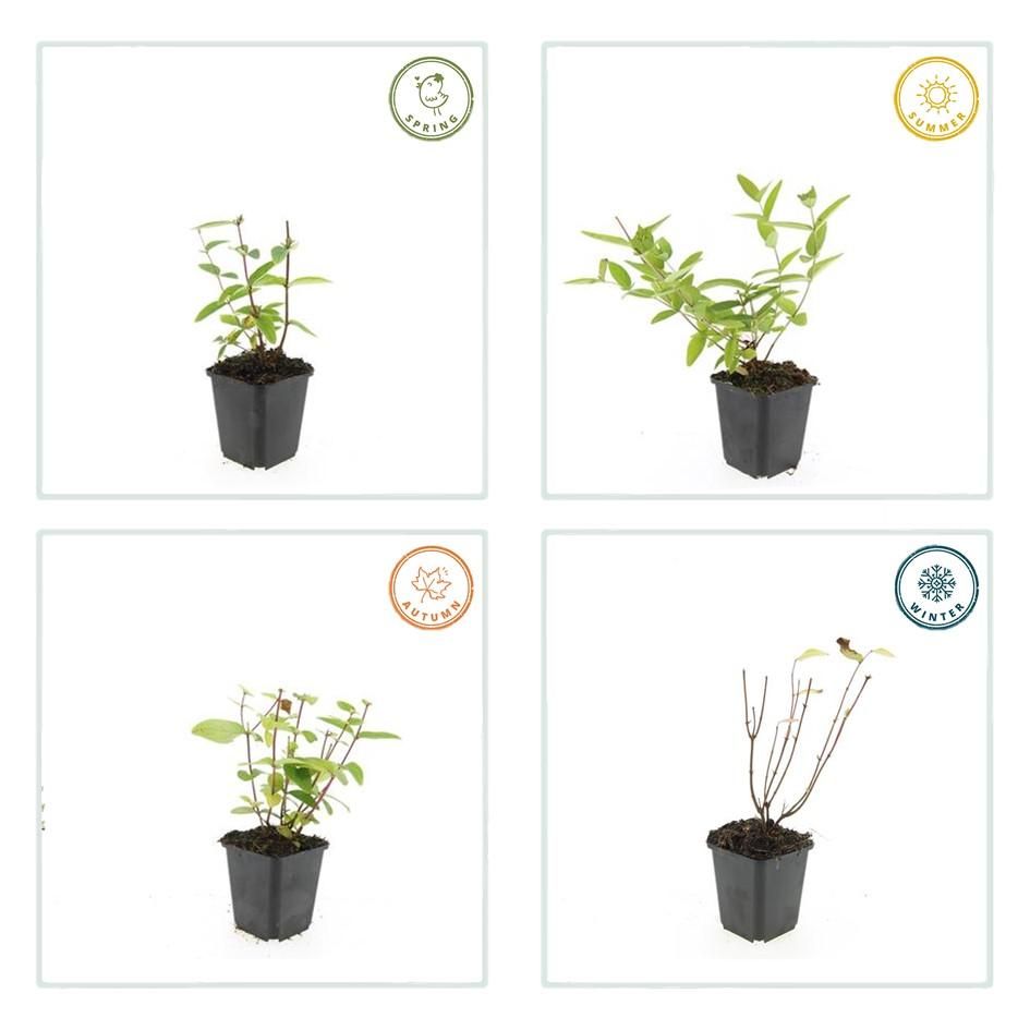 Garden basics 24x Hypericum inodorum 'Annebel' - ↕10-25cm - Ø9cm (50442)