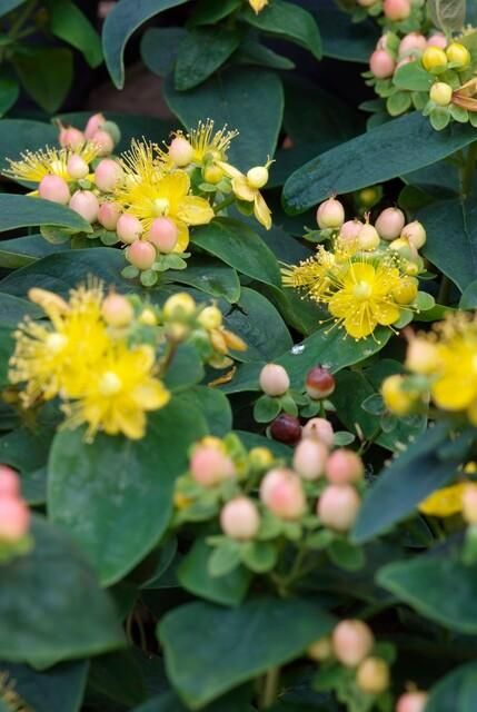 Garden basics 24x Hypericum inodorum 'Annebel' - ↕10-25cm - Ø9cm (50442)