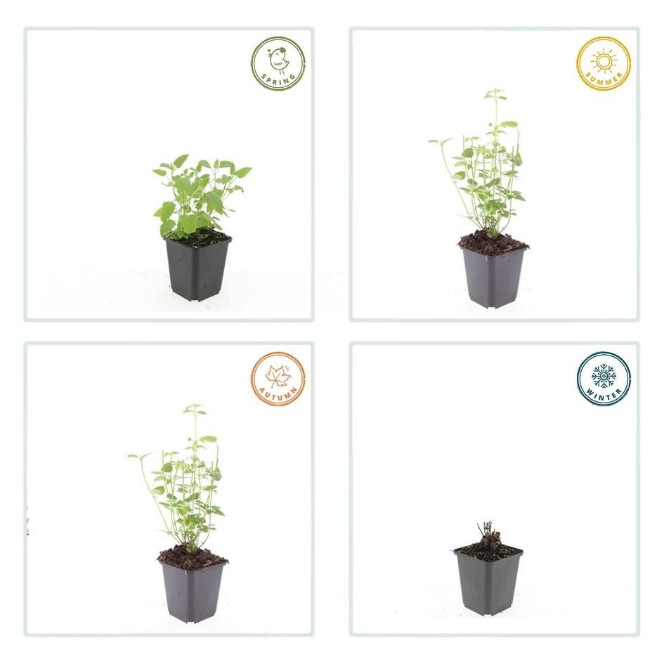 Garden basics 6x Agastache 'Black Adder' - ↕10-25cm - Ø9cm (47558)