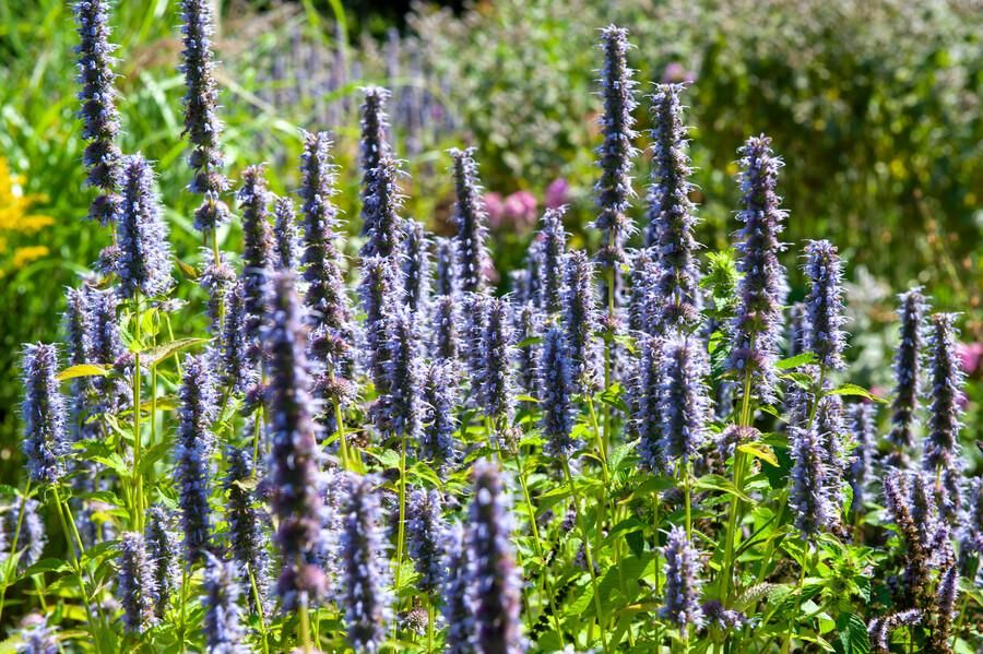 Garden basics 6x Agastache 'Black Adder' - ↕10-25cm - Ø9cm (47558)
