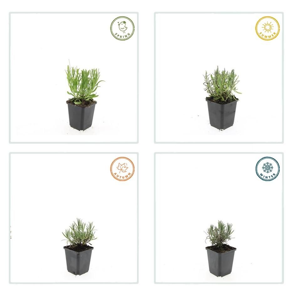 Garden basics 24x Lavandula ang. 'Munstead' - ↕10-25cm - Ø9cm (50460)