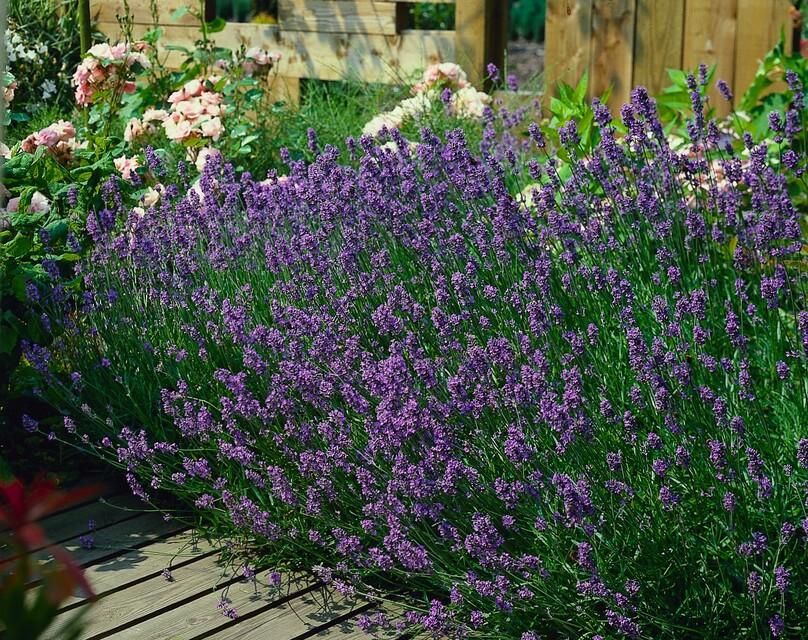 Garden basics 24x Lavandula ang. 'Munstead' - ↕10-25cm - Ø9cm (50460)