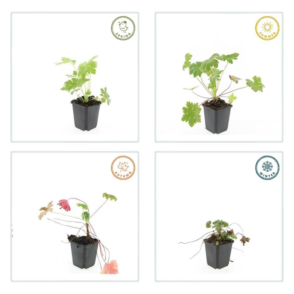 Garden basics 24x Geranium macr. 'Ingwersen's Var.' - ↕10-25cm - Ø9cm (50424)