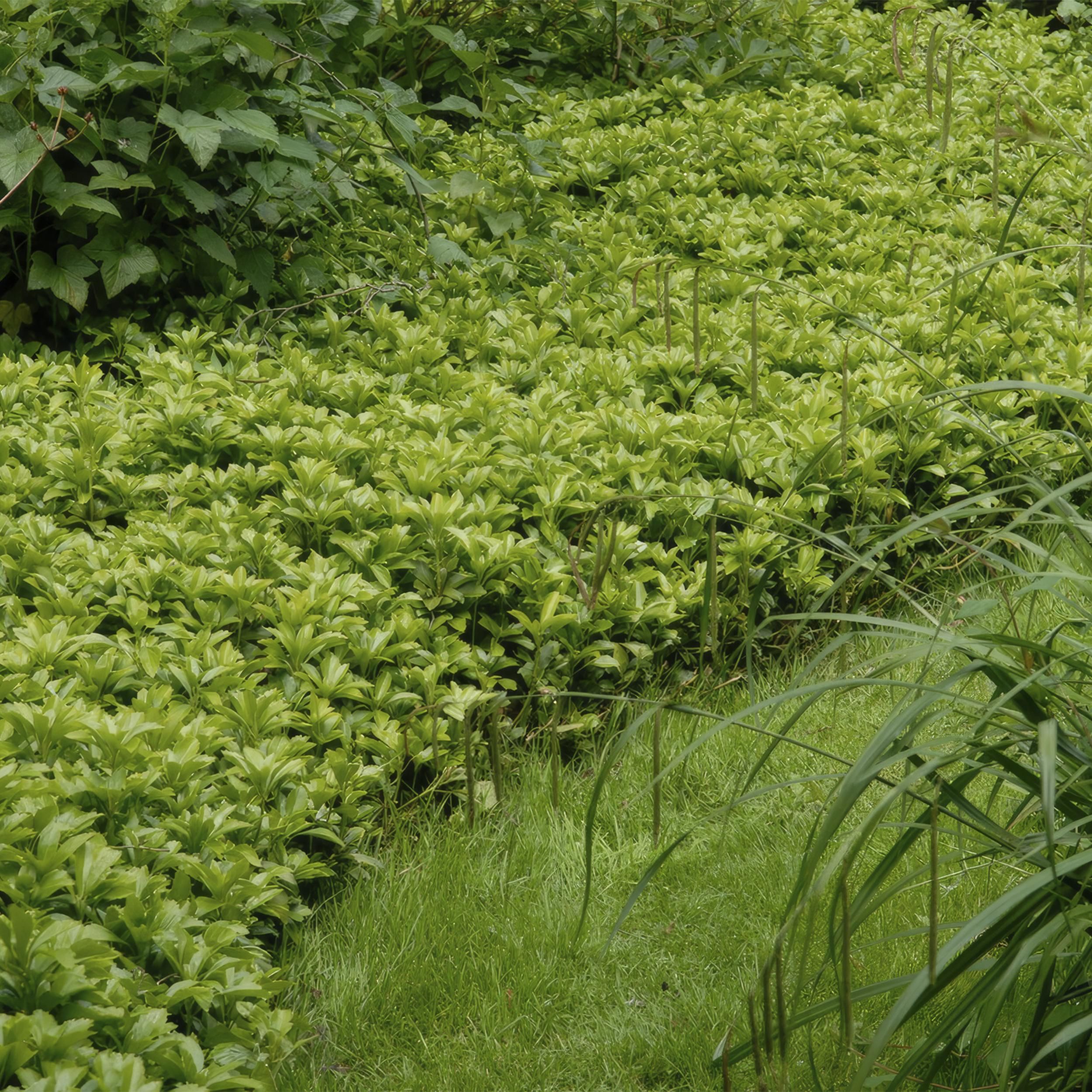 Garden basics 6x Pachysandra term. 'Green Carpet' - ↕10-25cm - Ø9cm (46959)
