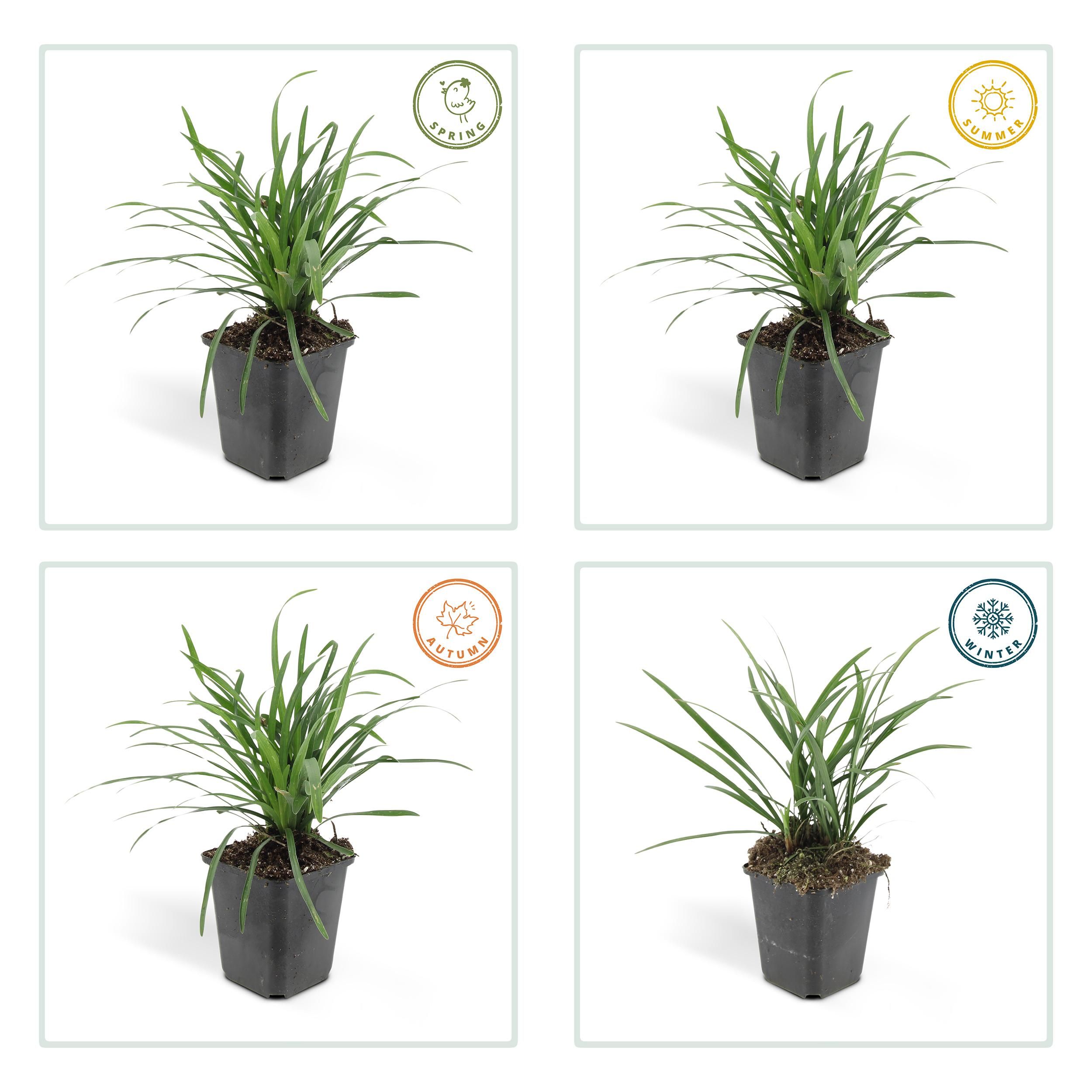 Garden basics 60x Liriope muscari 'Big Blue' - ↕10-25cm - Ø9cm (47895)