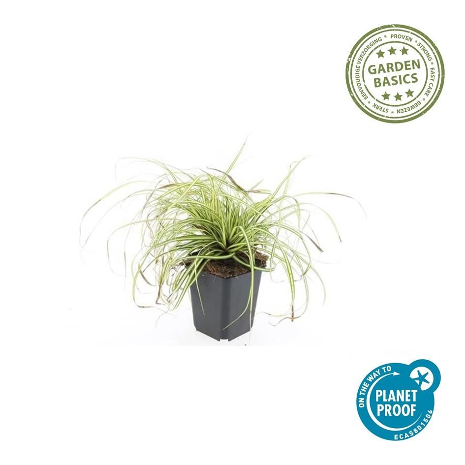 Garden basics 12x Carex oshim. 'Evergold' - ↕10-25cm - Ø9cm (47652)