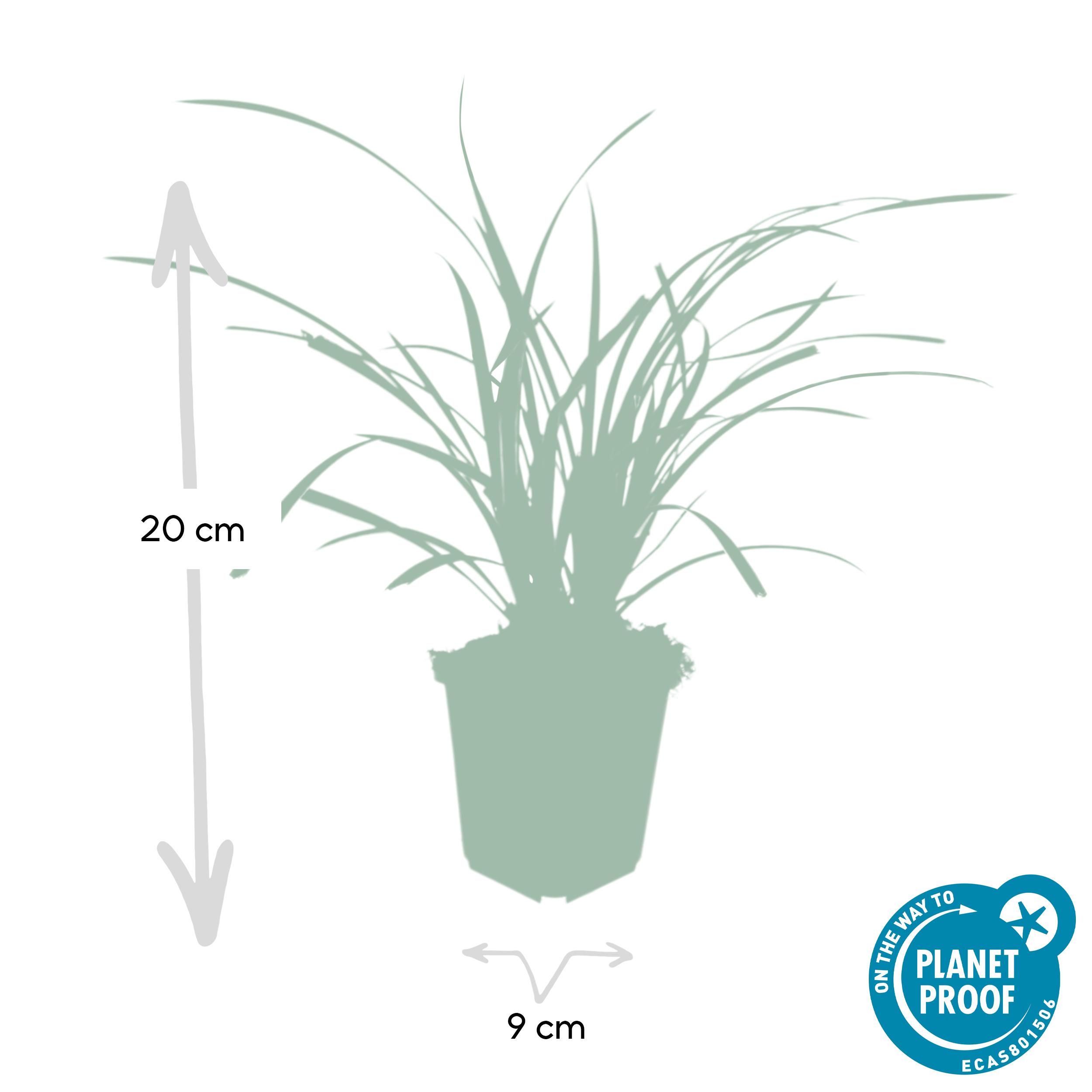 Garden basics 12x Carex morrowii 'Ice Dance' - ↕10-25cm - Ø9cm (47640)