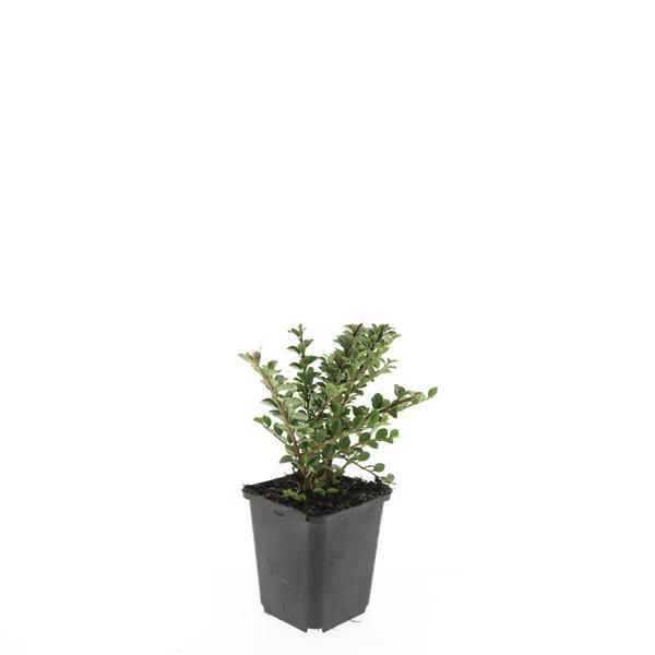 Garden basics 48x Cotoneaster horizontalis - ↕10-25cm - Ø9cm (50397)