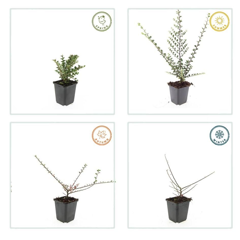 Garden basics 48x Cotoneaster horizontalis - ↕10-25cm - Ø9cm (50397)