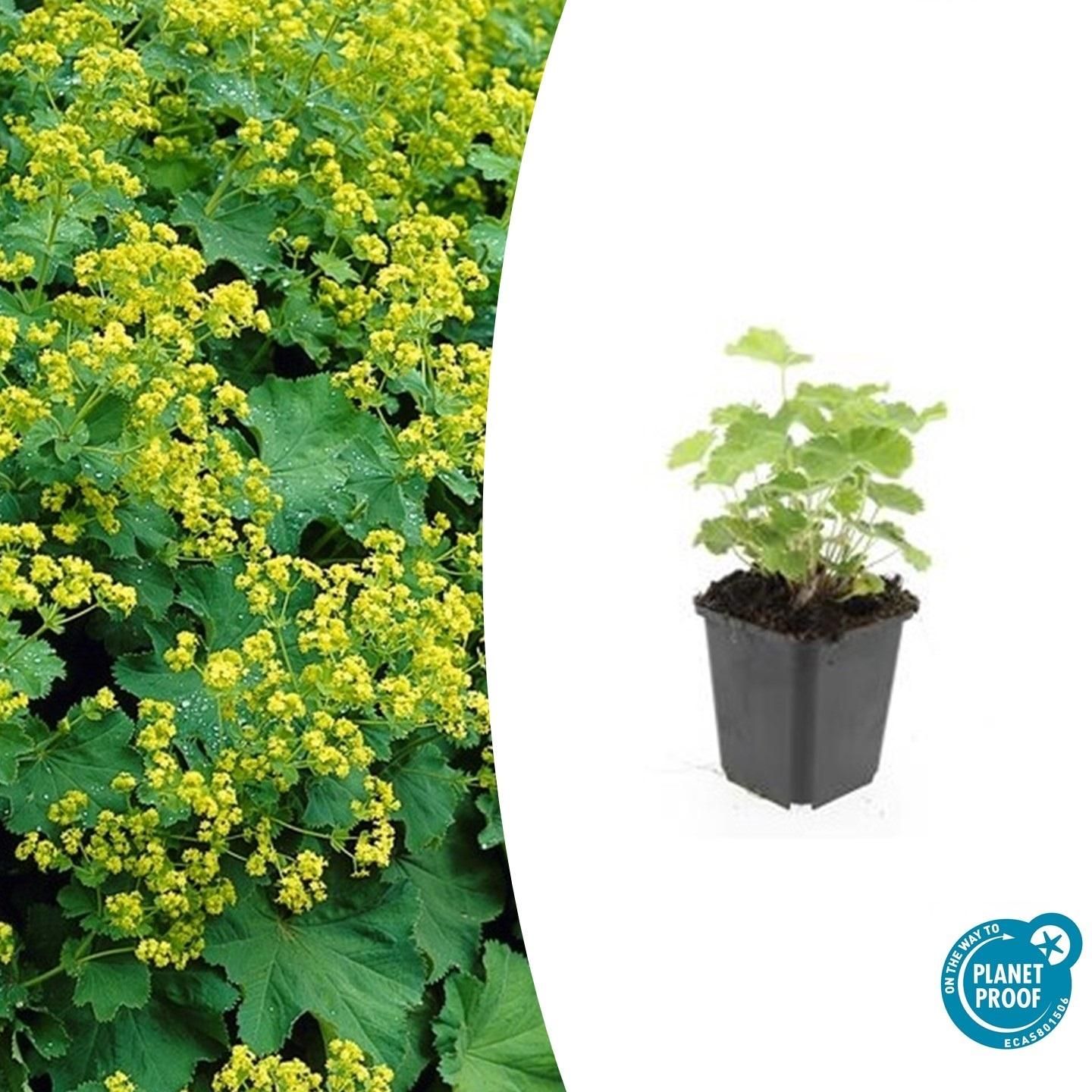 Garden basics 24x Alchemilla mollis - ↕10-25cm - Ø9cm (50274)