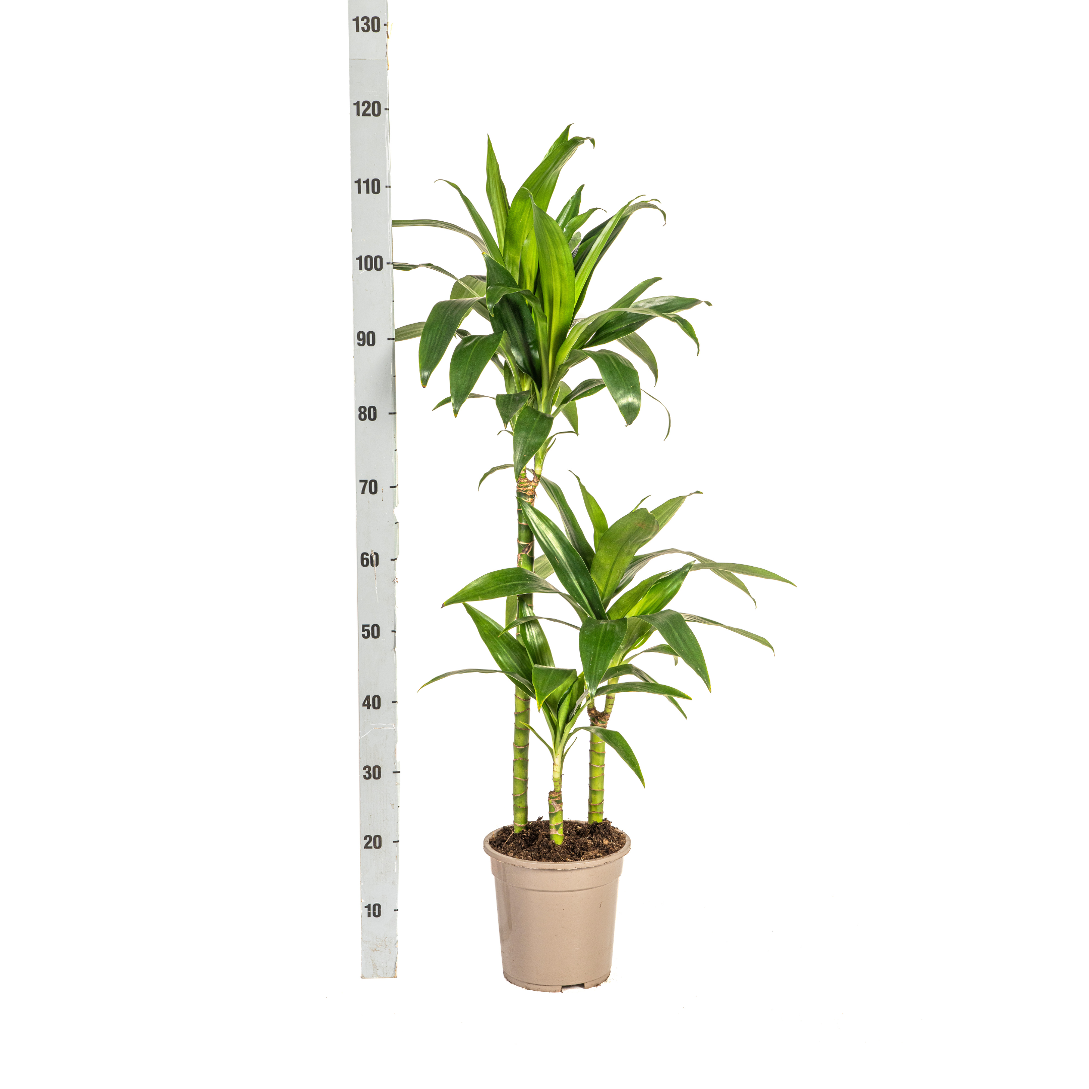 Dracaena Deremensis Lisa Ø21cm - ↕90 (4250308312770)
