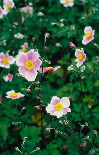 Garden basics 12x Anemone tom. 'Robustissima' - ↕10-25cm - Ø9cm (47585)