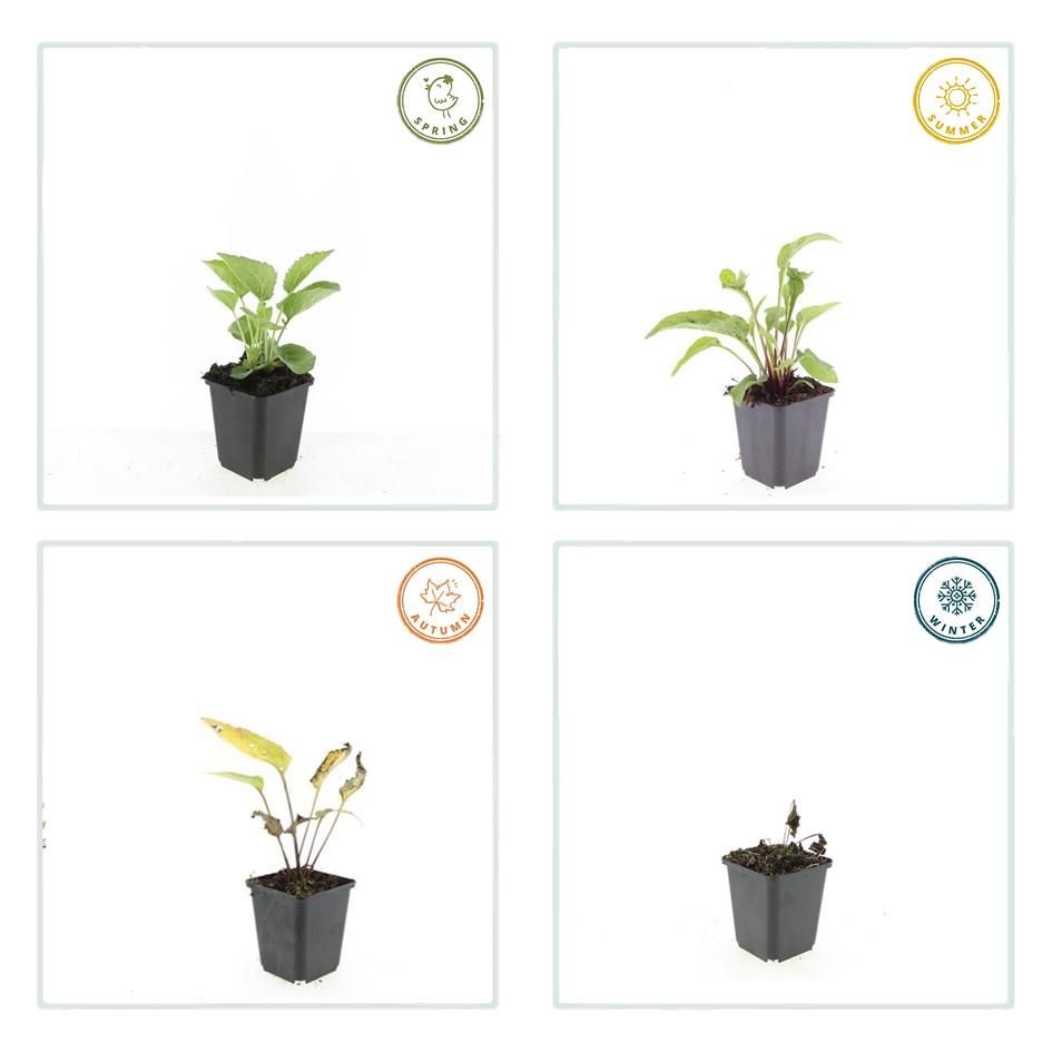 Garden basics 6x Echinacea p. 'Magnus' - ↕10-25cm - Ø9cm (47682)