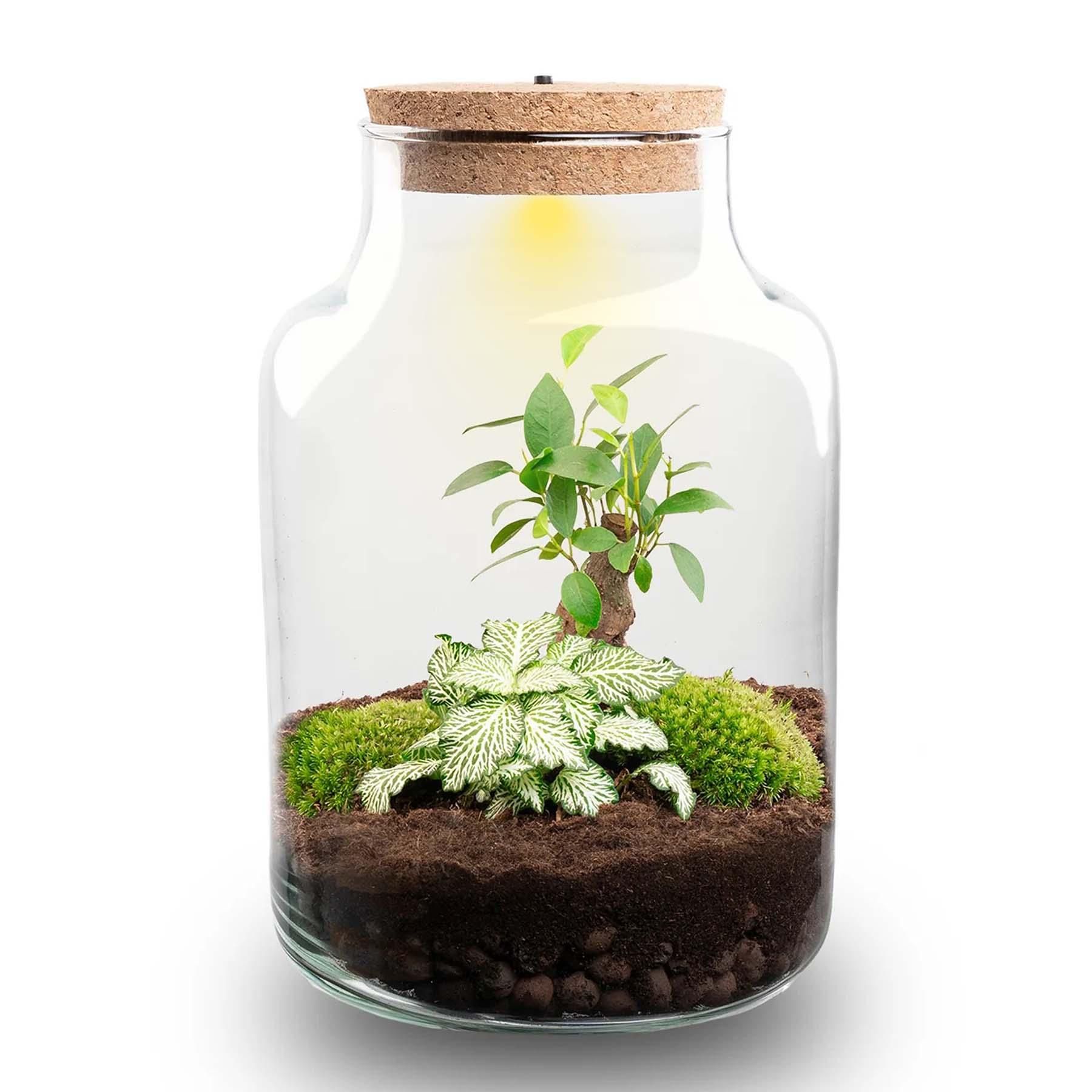 DIY Planten terrarium met licht - Little Milky Bonsai - Ø 17 cm ↑ 25 cm (8720872022253)