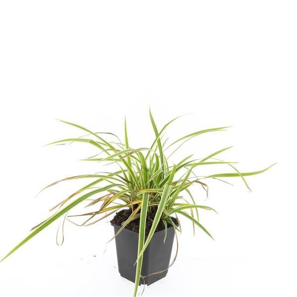 Garden basics 48x Carex morrowii 'Aureovariegata' - ↕10-25cm - Ø9cm (50381)