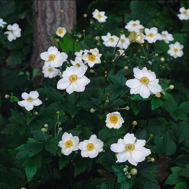 Garden basics 48x Anemone hyb. 'Honorine Jobert' - ↕10-25cm - Ø9cm (50365)