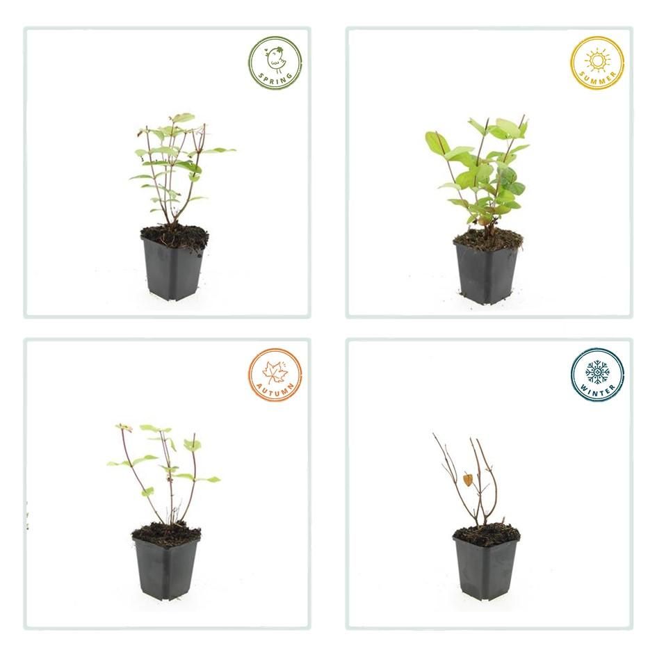 Garden basics 60x Hypericum inodorum 'Beauty' - ↕10-25cm - Ø9cm (47845)