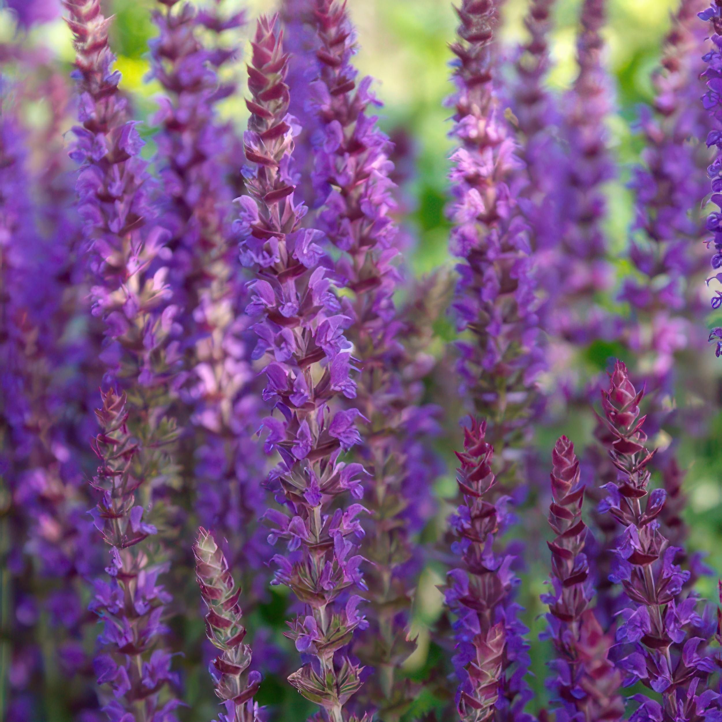 Garden basics 48x Salvia nem. 'Ostfriesland' - ↕10-25cm - Ø9cm (50343)
