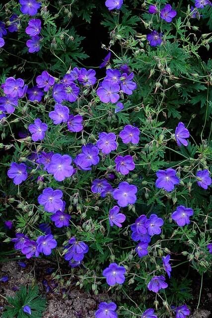 Garden basics 12x Geranium 'Johnson's Blue' - ↕10-25cm - Ø9cm (47778)