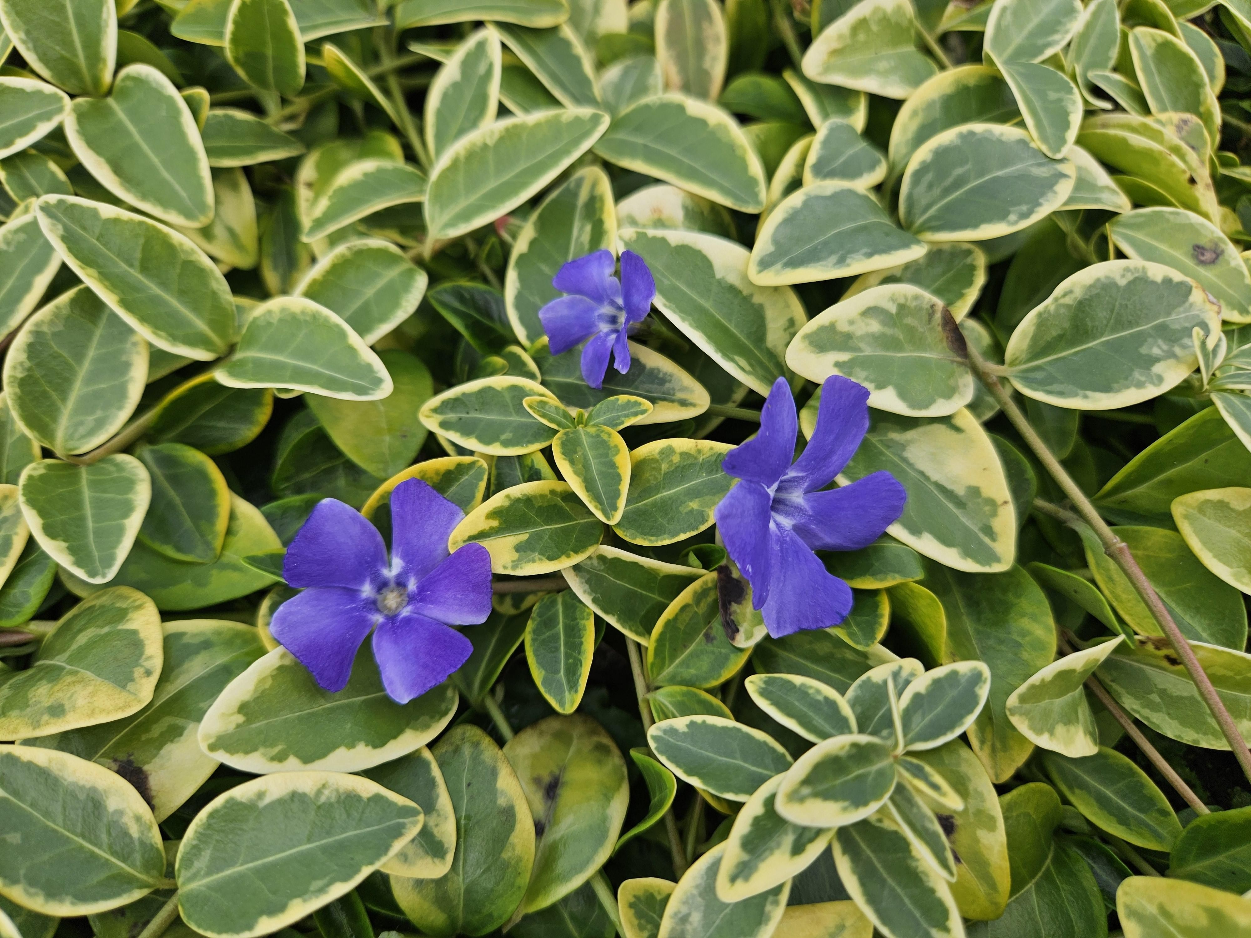 Garden basics 6x Vinca minor 'Aureovariegata' - ↕10-25cm - Ø9cm (48025)