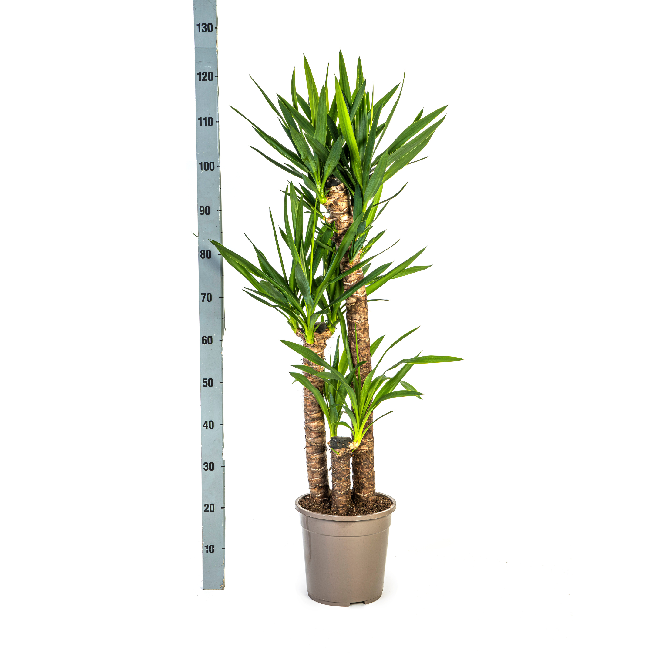 Yucca Elephantipes met mand Ø24cm - ↕120 (48784)