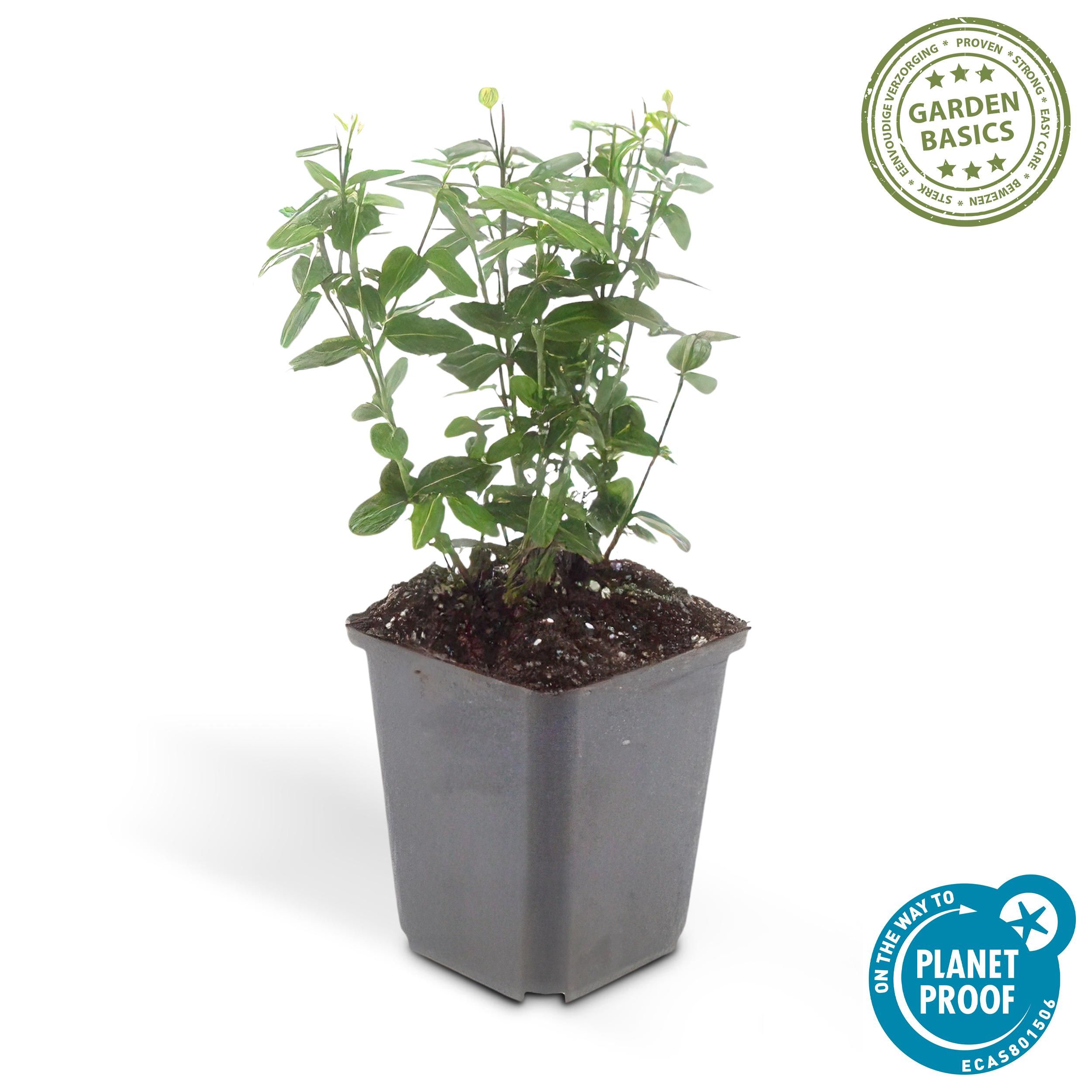 Garden basics 24x Euonymus fortunei radicans - ↕10-25cm - Ø9cm (50410)