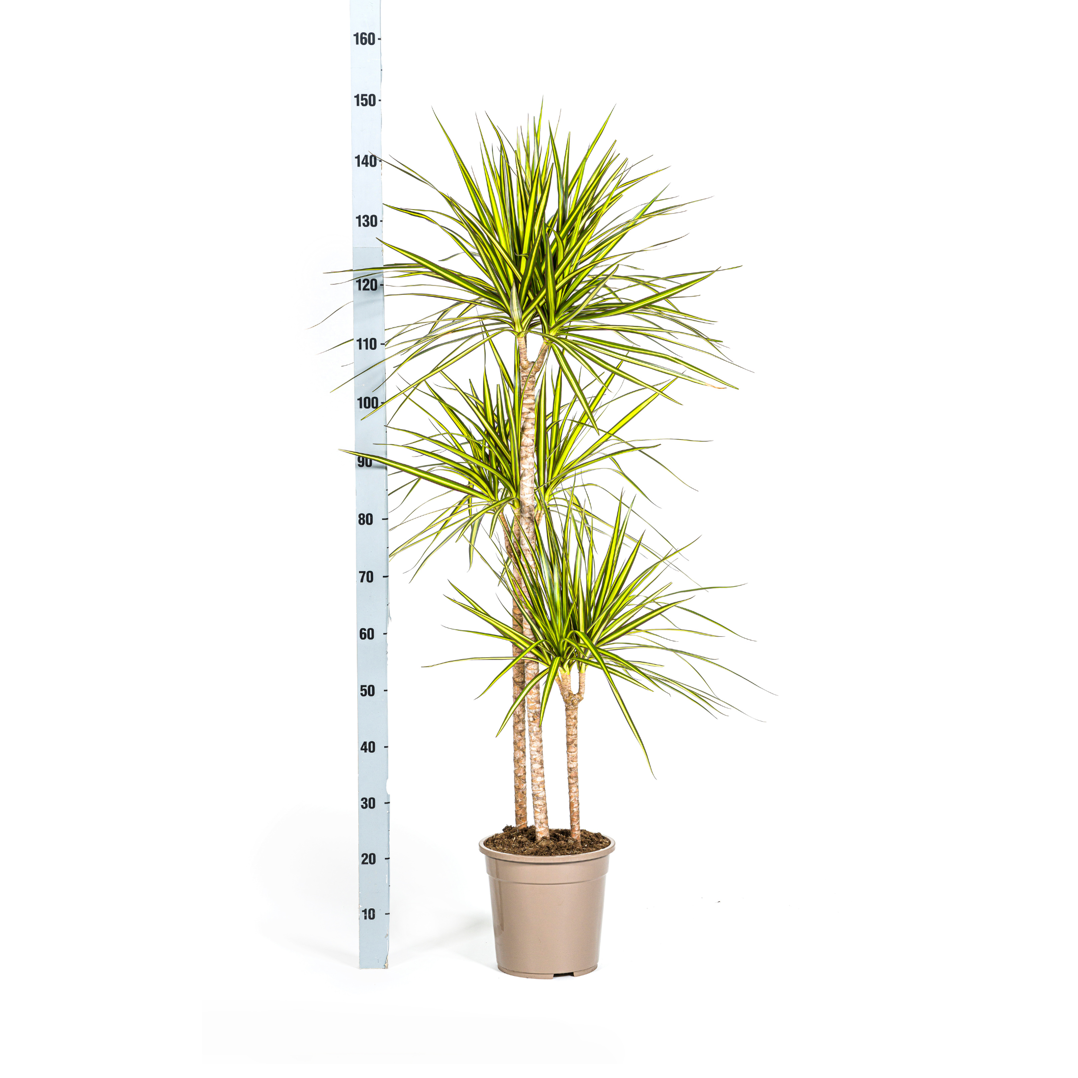 Dracaena Marginata Sunray met mand Ø24cm - ↕130 (48777)