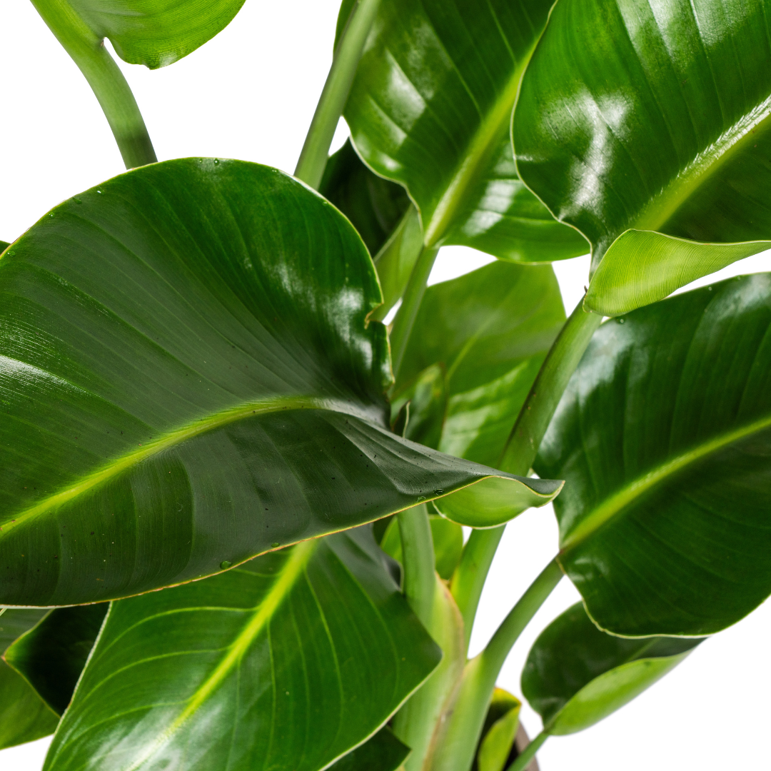 Strelitzia Nicolai met mand Ø21cm - ↕90 (48762)