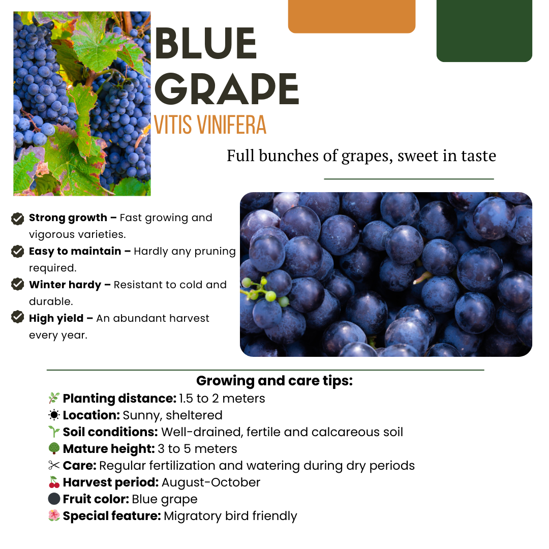 Premium basics 3 x Biologische Druivenplanten - Ø 13 cm - ↨ 20 cm (48371)